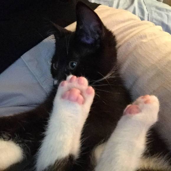 Meet your Posher, Alison - Picture 1 of 1